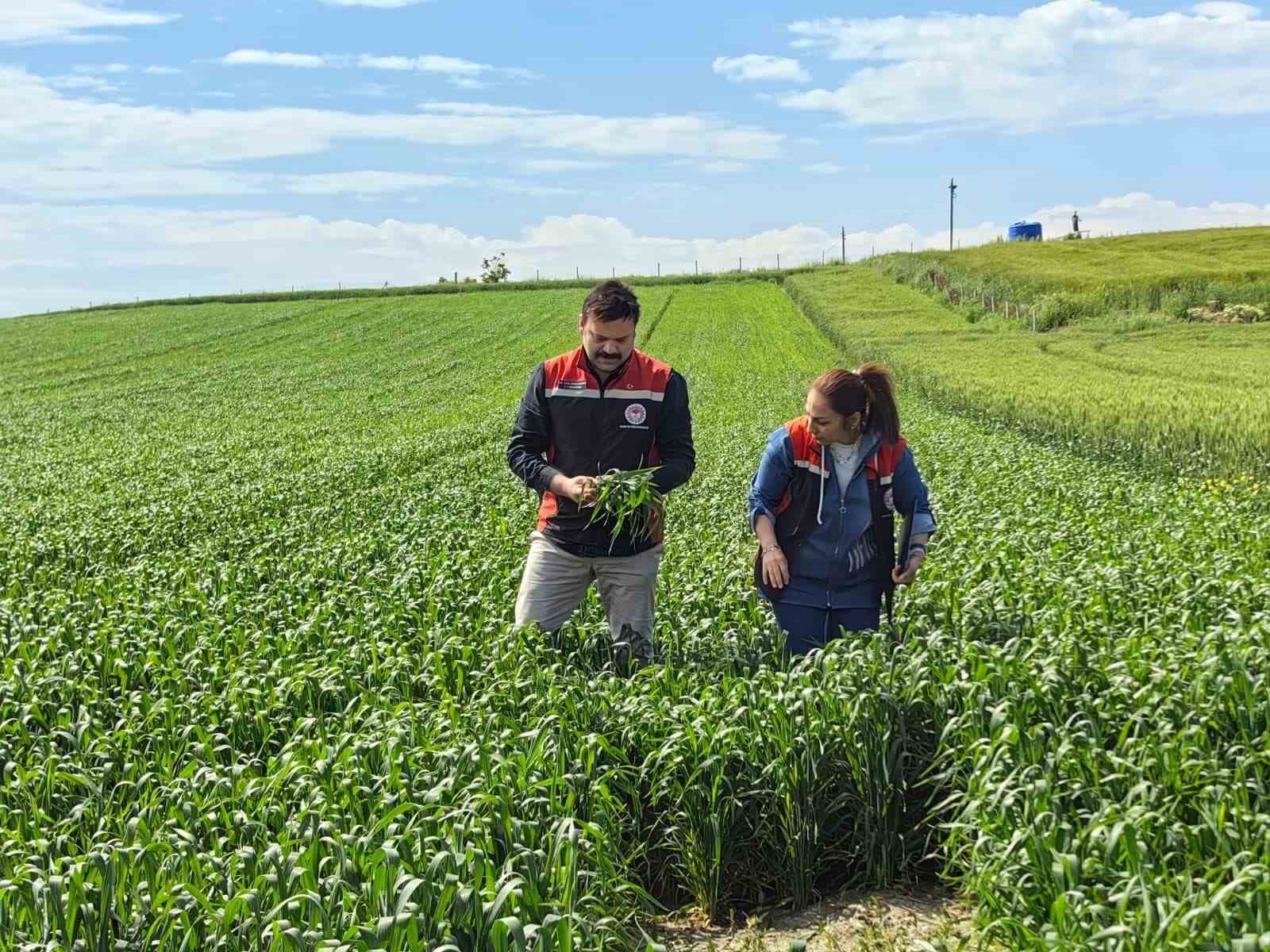 Çorum’da ilk kez ekilen yerli ve milli buğday umut vaat ediyor
