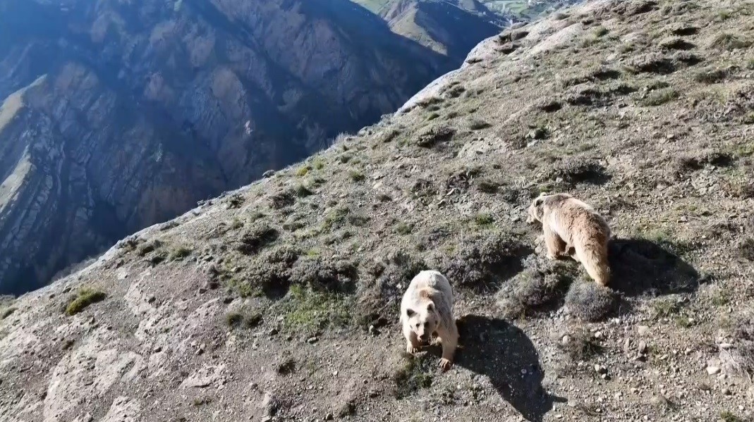Ayılar gitmeyince beddua etti, gülümsetti