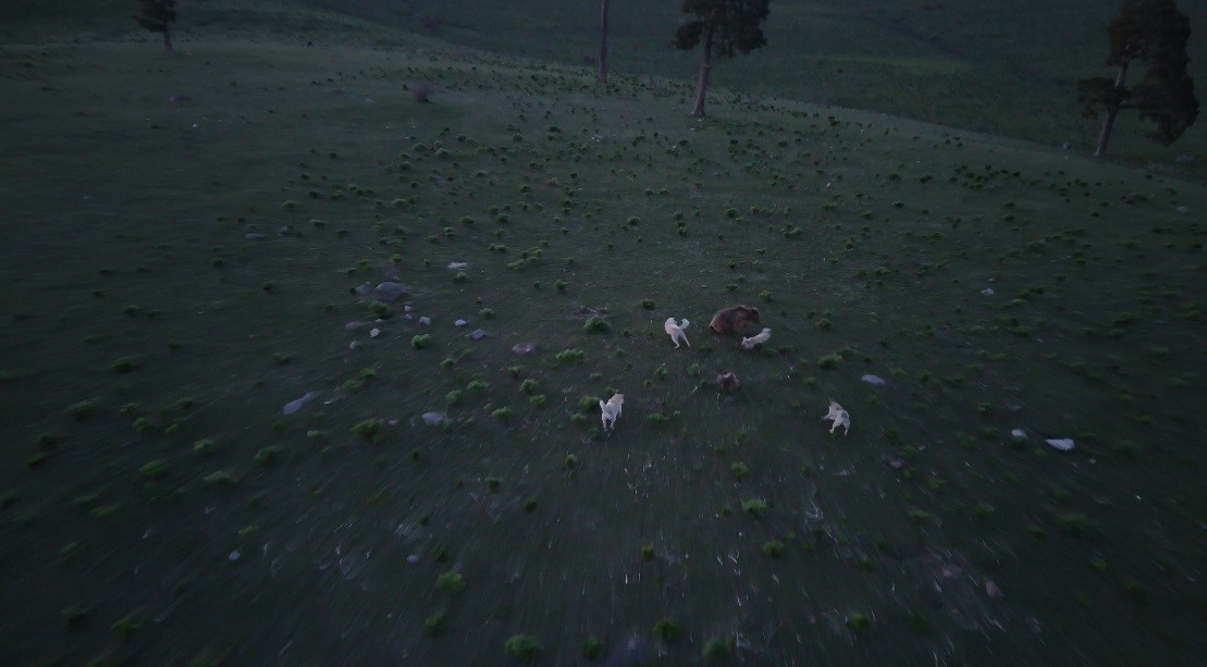 Kars’ta boz ayı ile köpeklerin kovalamacası dron kamerasına yansıdı