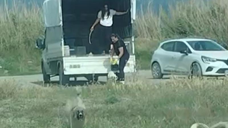 Kuşların doğal alanına kamyonetle çok sayıda köpek bıraktılar