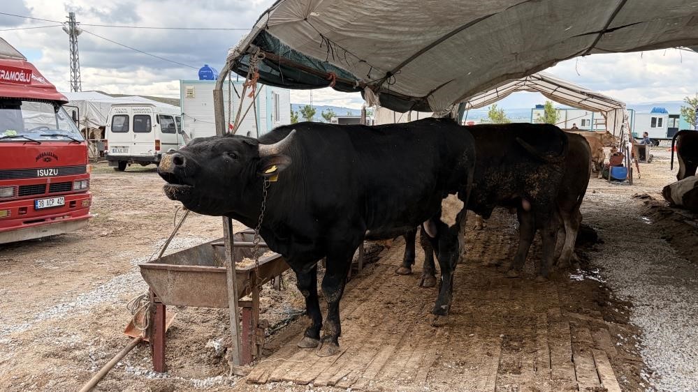 Kayseri’de 53 bin 284 adet kurban kesildi