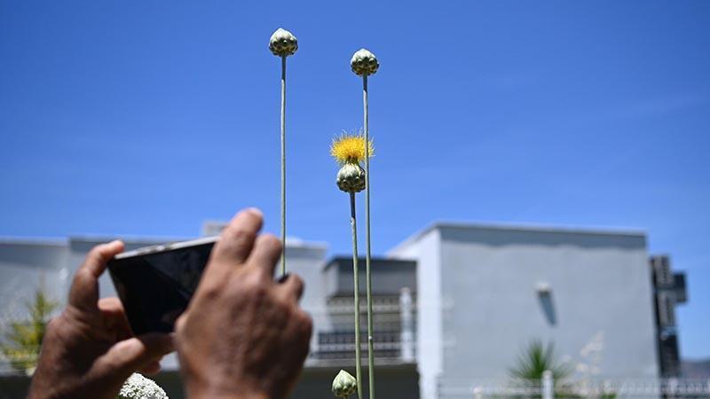 Kuşadası'nın 'Tülüşahları' çiçek açtı; koparmanın cezası 699 bin 245 lira