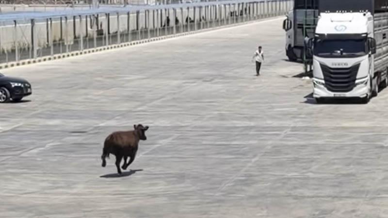 Limanda kaçan angus denize düştü