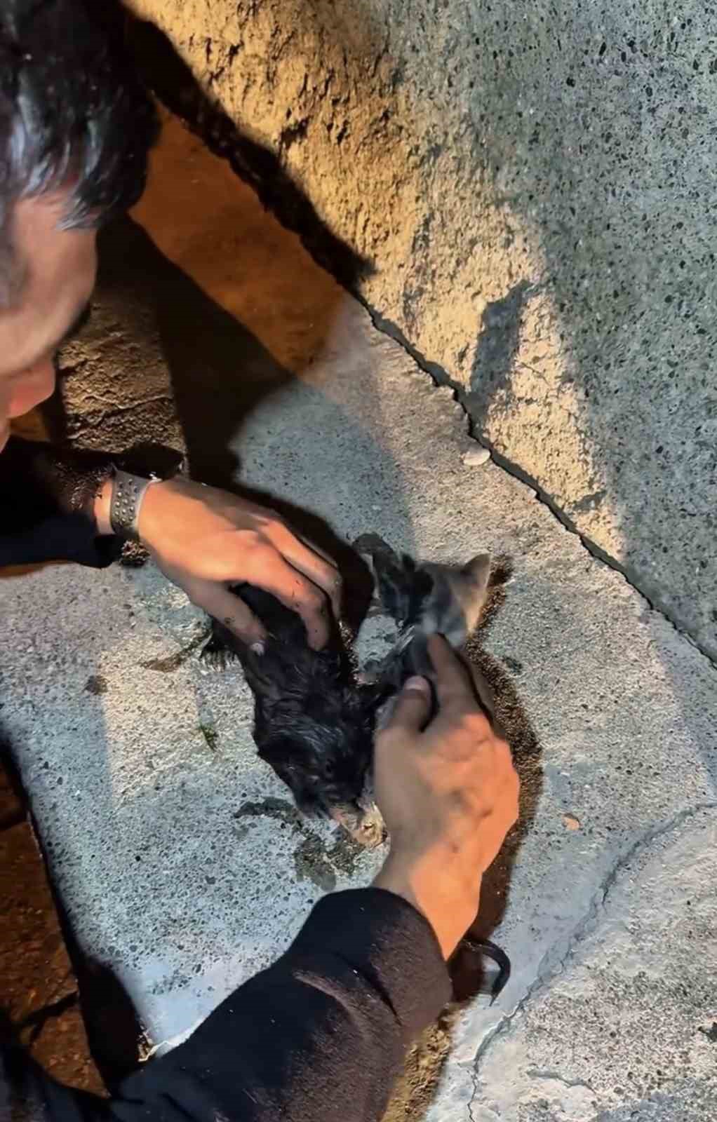 Yangında mahsur kalan kedileri itfaiye ekipleri kurtardı