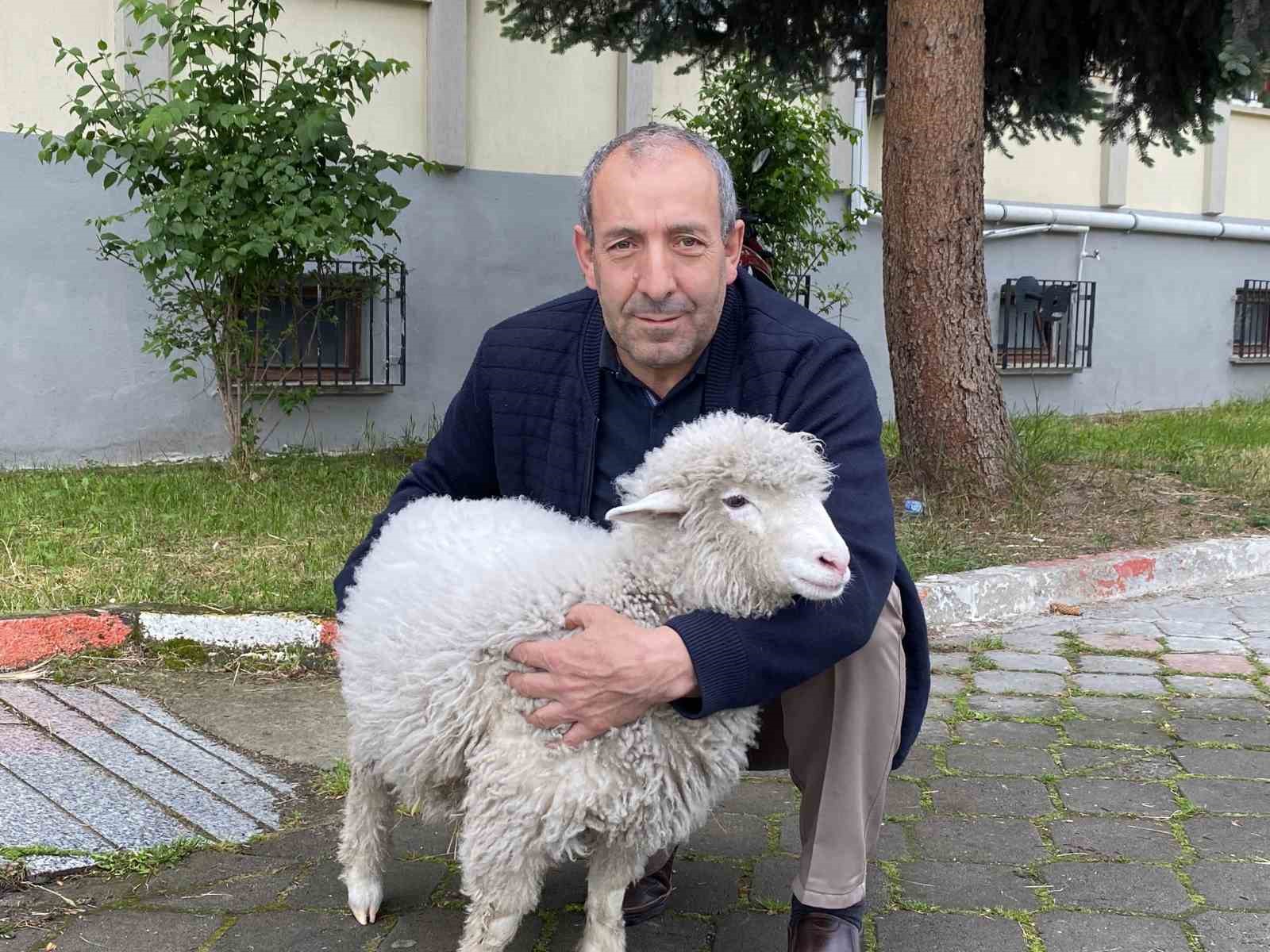 Kavak Adliyesi’nin sevimli maskotu: Kuzu Tertip