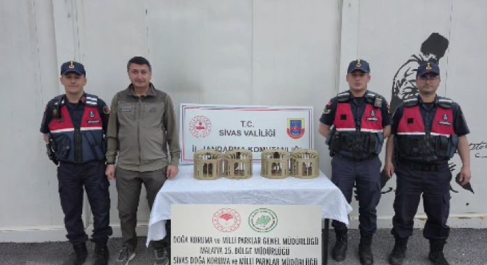 Sivas’ta usulsüz ele geçirilen 4 keklik doğaya salındı