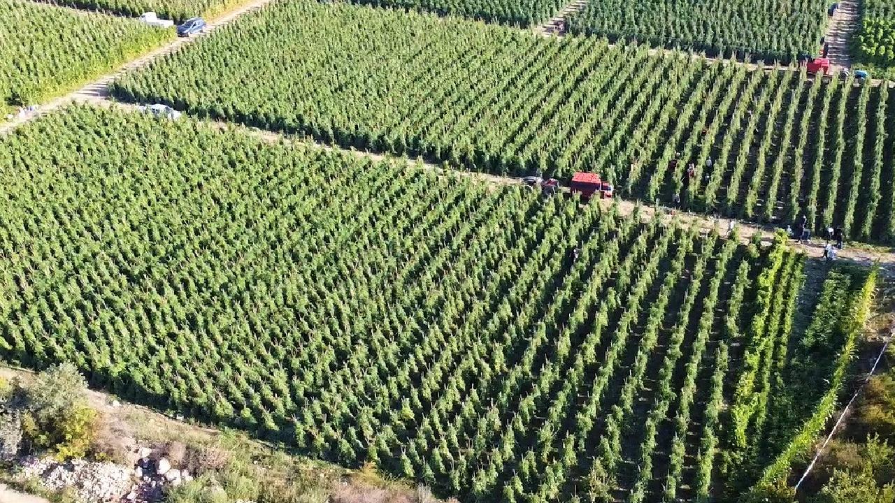 Tarımsal destek ödemesi bugün yapılacak