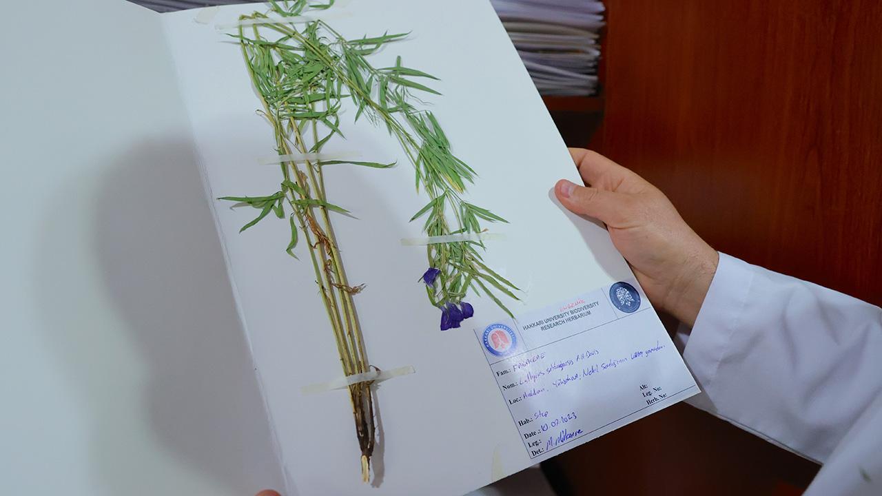 Hakkarinin envanteri genişledi, bitki türü 800'e yükseldi